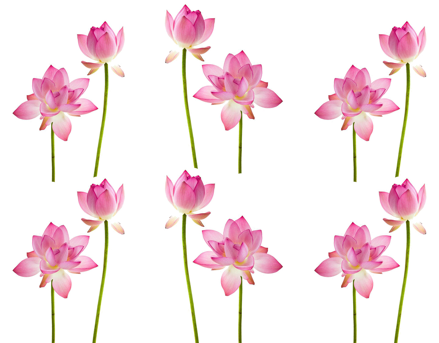 Lotus Flowers Sneakal Sheet